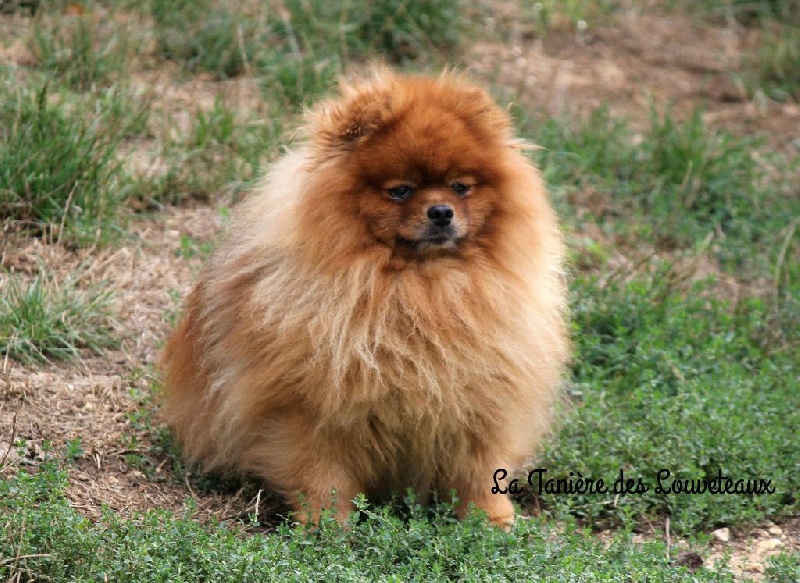 CH. Farenheith du Panache D'Or