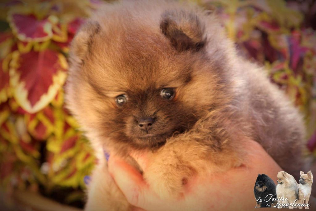 Chiot Spitz allemand de la taniére des louveteaux