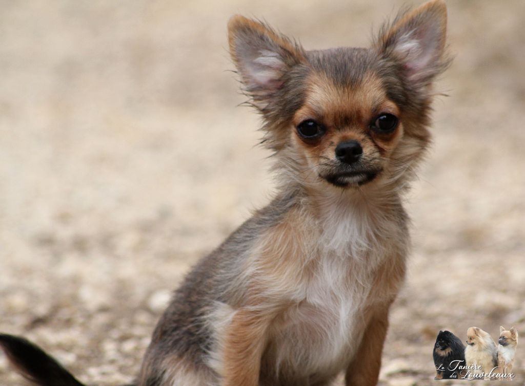 de la taniére des louveteaux - Chihuahua - Portée née le 26/04/2020
